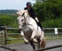 Horses