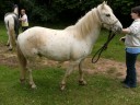 horses 06-07-11 055