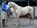 Palamino