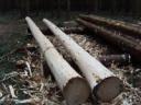 Stripped Logs