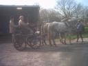 grey mares